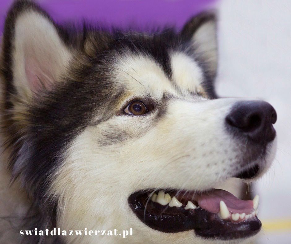 wygląd Alaska Malamute