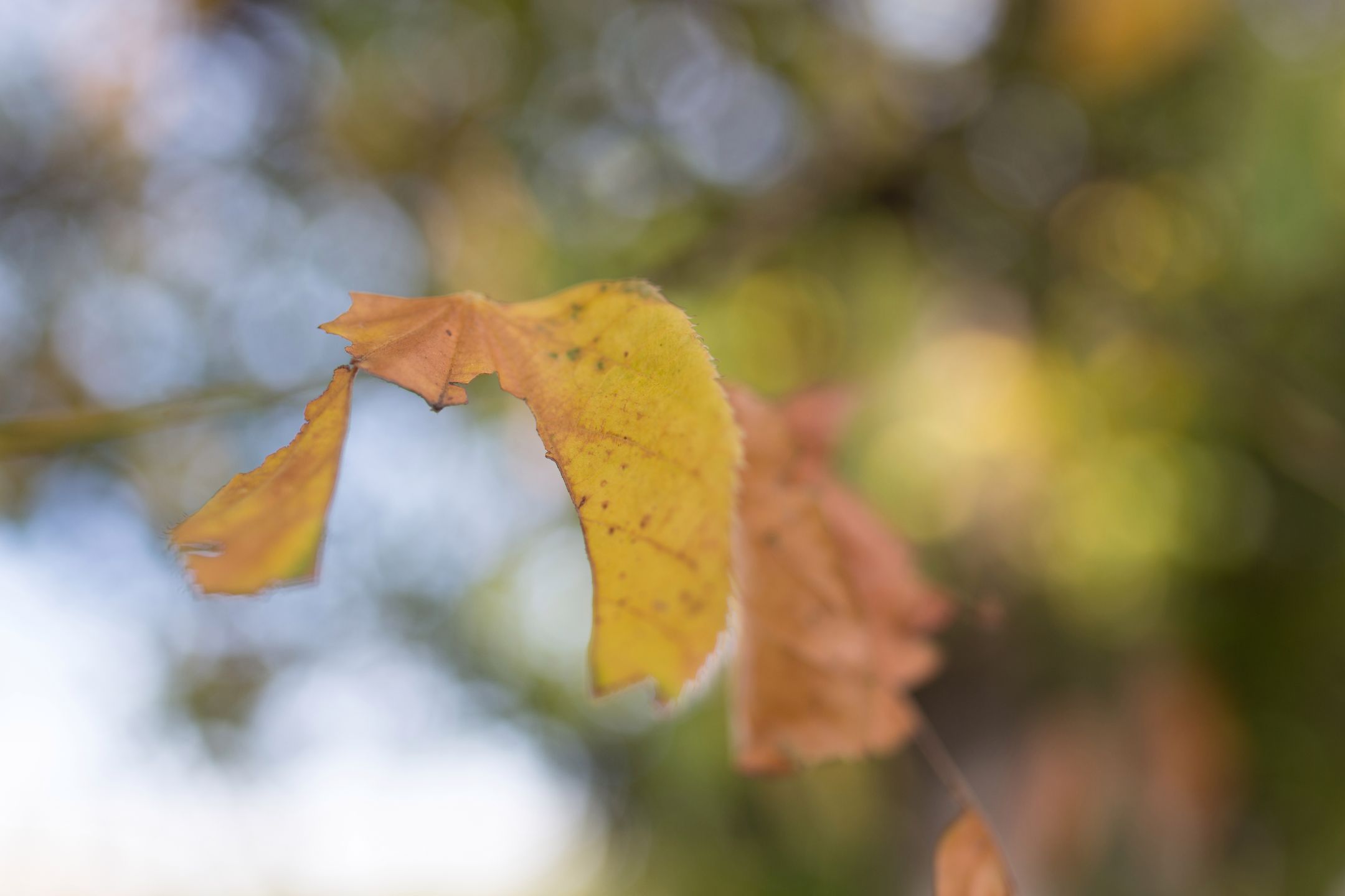 Tamron SP 35 mm f/1.8 Di VC USD - na rynku dzieje się coraz ciekawiej [recenzja] 63