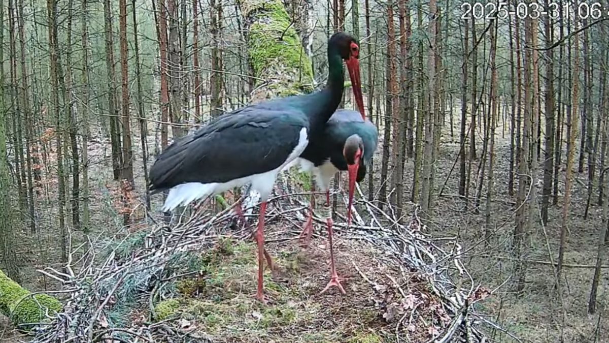 Bociany można podglądać cały czas 
