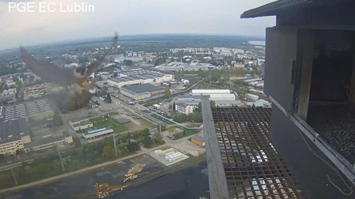 Nowa samica w gnieździe lubelskich sokołów