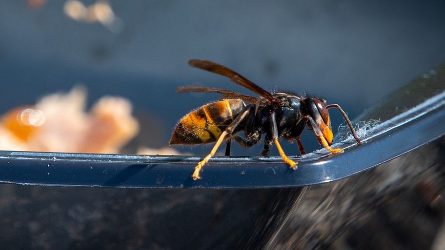 W Niemczech zabijanie os, szerszeni i pszczół jest karalne 