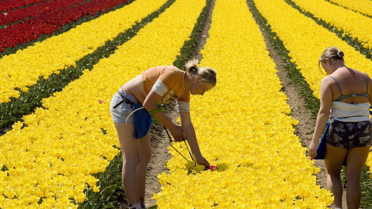 Polki podczas pracy na plantacji w Niderlandach