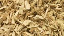 Eleuterokok - syberyjski adaptogen na energię i odporność. Działanie potwierdzone badaniami