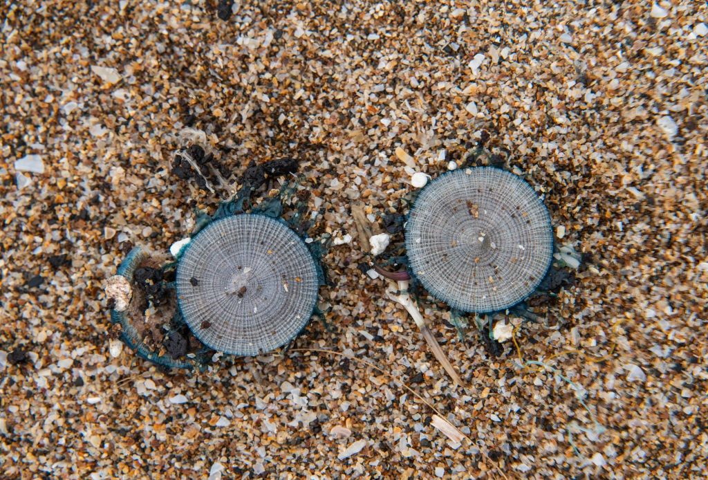 Zamknięte plaże w turystycznym raju. Na brzegu zauważono niebieskie meduzy guzikowe