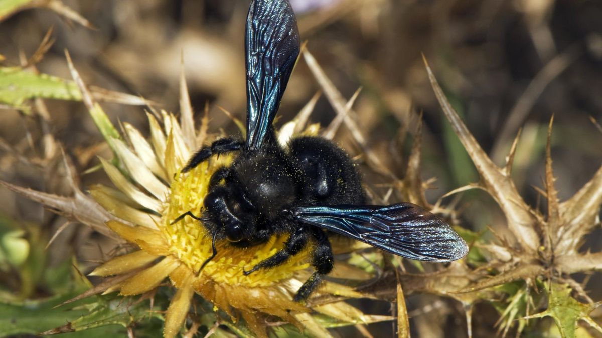 Czarna pszczoła w Polsce