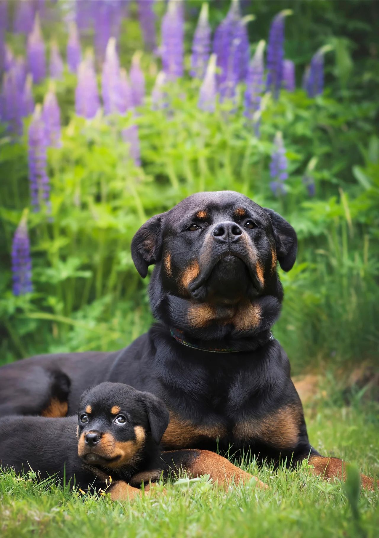 Zdjęcie finalisty konkursu Comedy Pet Photo Awards.