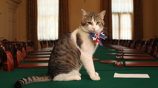 7 premierów, 1 kot. Jak Larry z Downing Street to znosi?