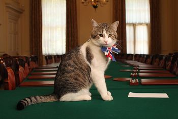 7 premierów, 1 kot. Jak Larry z Downing Street to znosi?