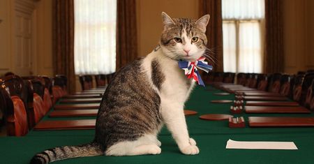 7 premierów, 1 kot. Jak Larry z Downing Street to znosi?
