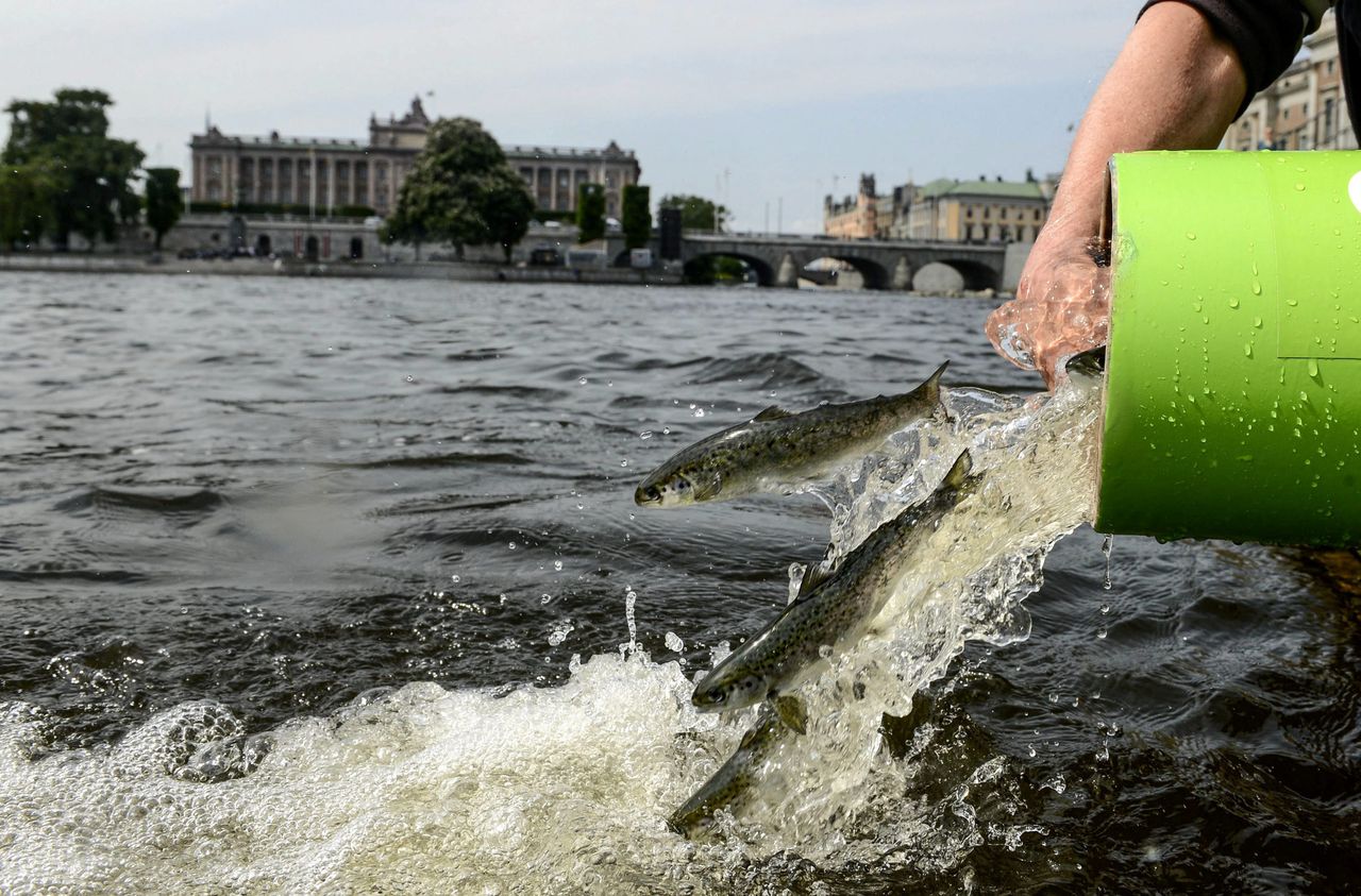 Salmon and trout can be caught without permits.