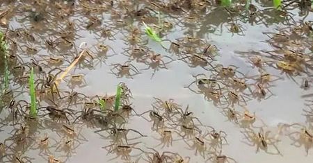 Plaga w Australii. Zobacz, co dzieje się na ścianach domów Nowej Południowej Wali
