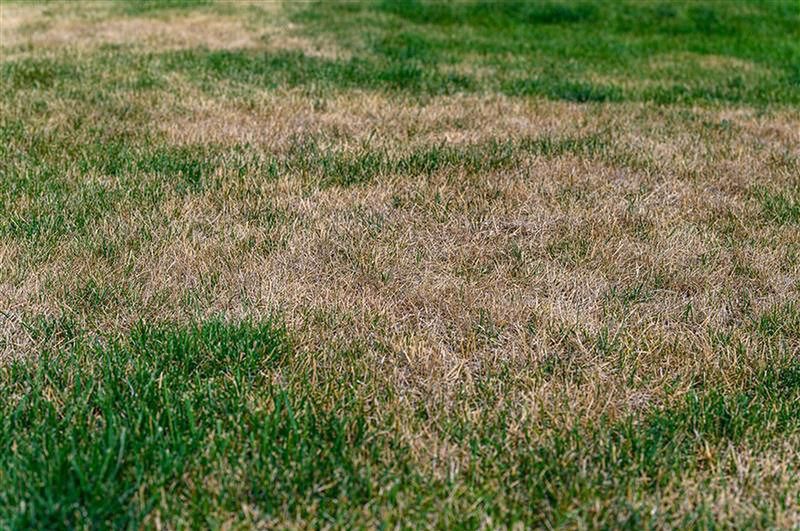 Jak zadbać o trawnik jesienią? Eksperci ostrzegają przed jednym