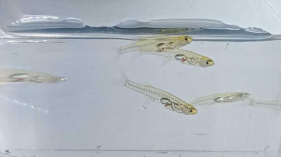 Mała, ale głośna ryba