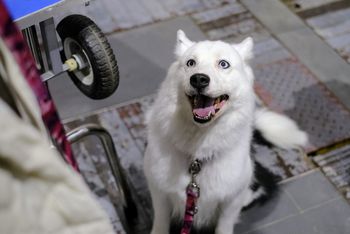 Poznań: Ponad sześć tysięcy psów z całego świata. Na MTP ruszają Międzynarodowe Wystawy Psów Rasowych 2025