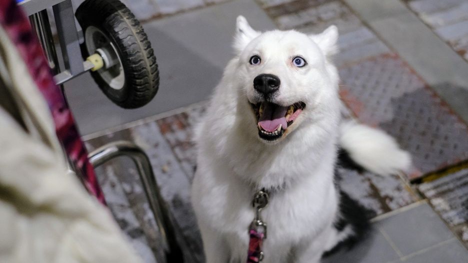 Międzynarodowe Wystawy Psów Rasowych