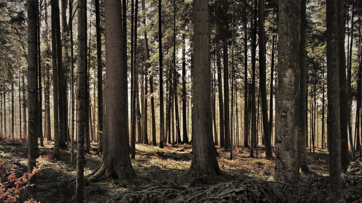 Przerażające znalezisko w lesie. Kobieta od razu zrobiła zdjęcie