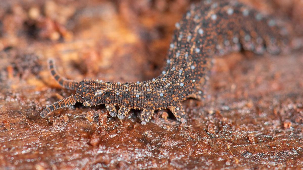 Nowozelandzka pazurnica zdobyła tytuł "Robaka Roku".