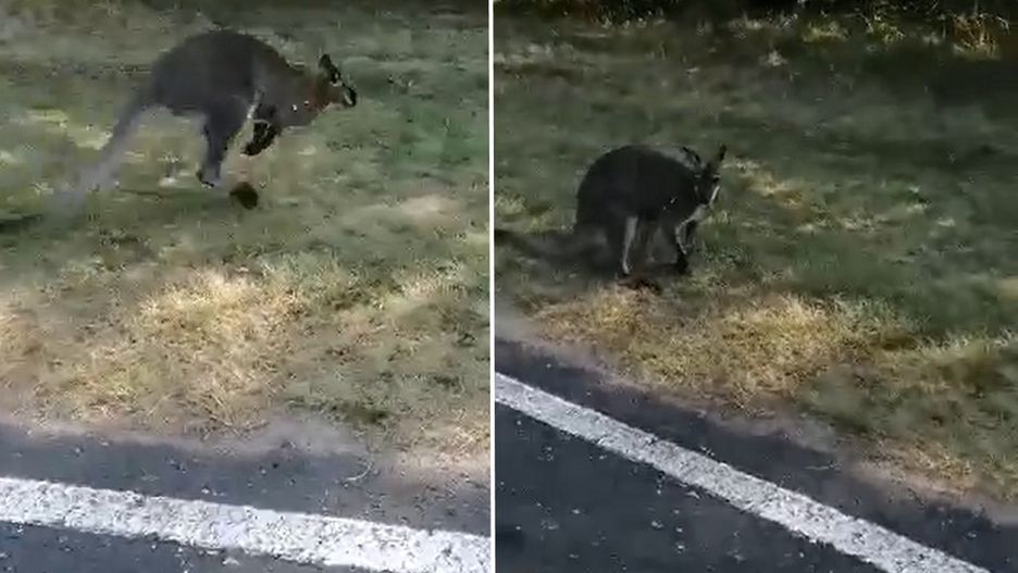 Jest nowe nagranie, na którym widać kangura
