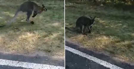 Kangur Luluś na gigancie. Są nowe nagrania z polskiego lasu