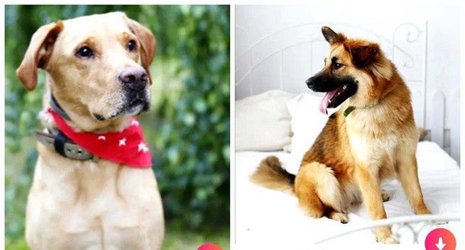 "Bieg na sześć łap" szuka psom domów na Tiderze