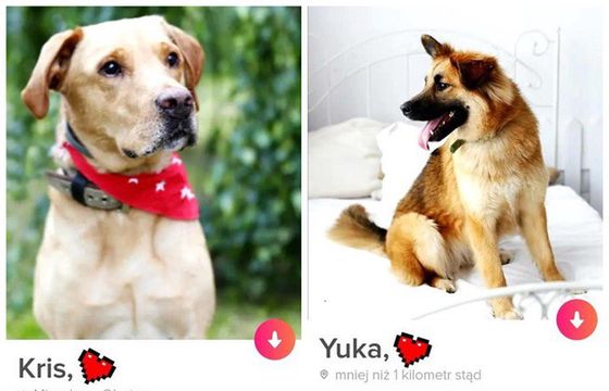 "Bieg na sześć łap" szuka psom domów na Tiderze