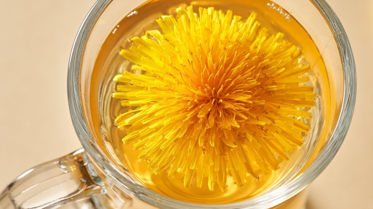 Mniszek lekarski ma niesamowite właściwości