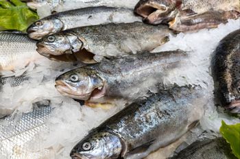 Tak można się naciąć na świątecznych rybach. Hodowcy tłumaczą