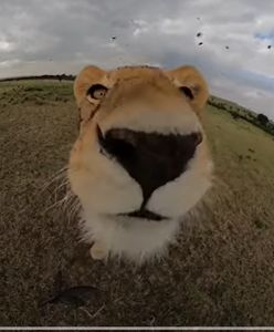 Lwica ukradła kamerę. Jej film stał się hitem sieci