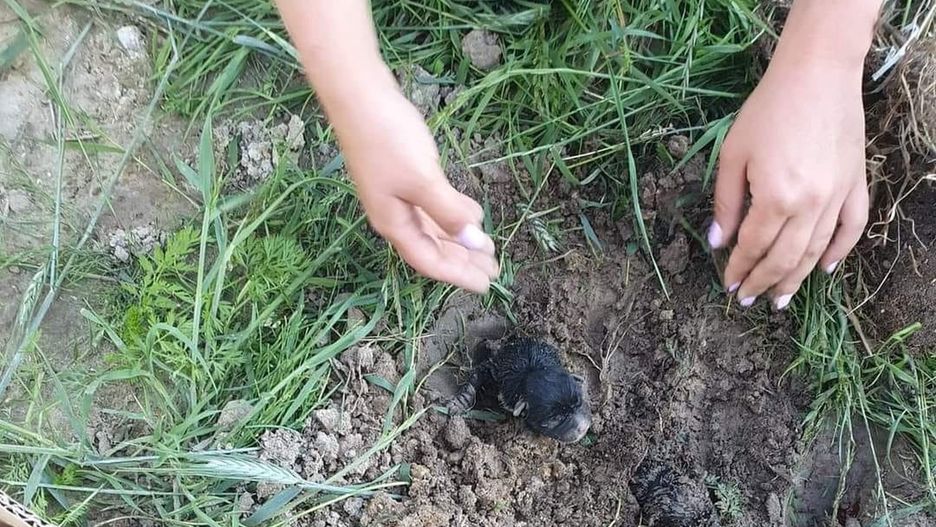 Trzy szczeniaki zakopane żywcem. Stowarzyszenie poszukuje "zwyrodnialca"