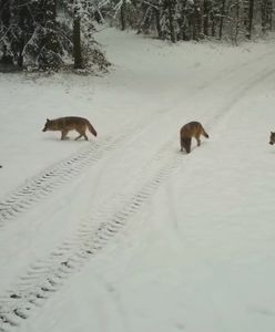 Wataha wilków. Wyjątkowe nagranie z Drawieńskiego Parku Narodowego