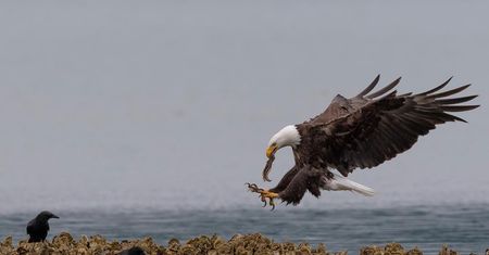Fotograf uchwycił niesamowite zdjęcia orłów podczas posiłku