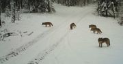Wataha wilków. Wyjątkowe nagranie z Drawieńskiego Parku Narodowego