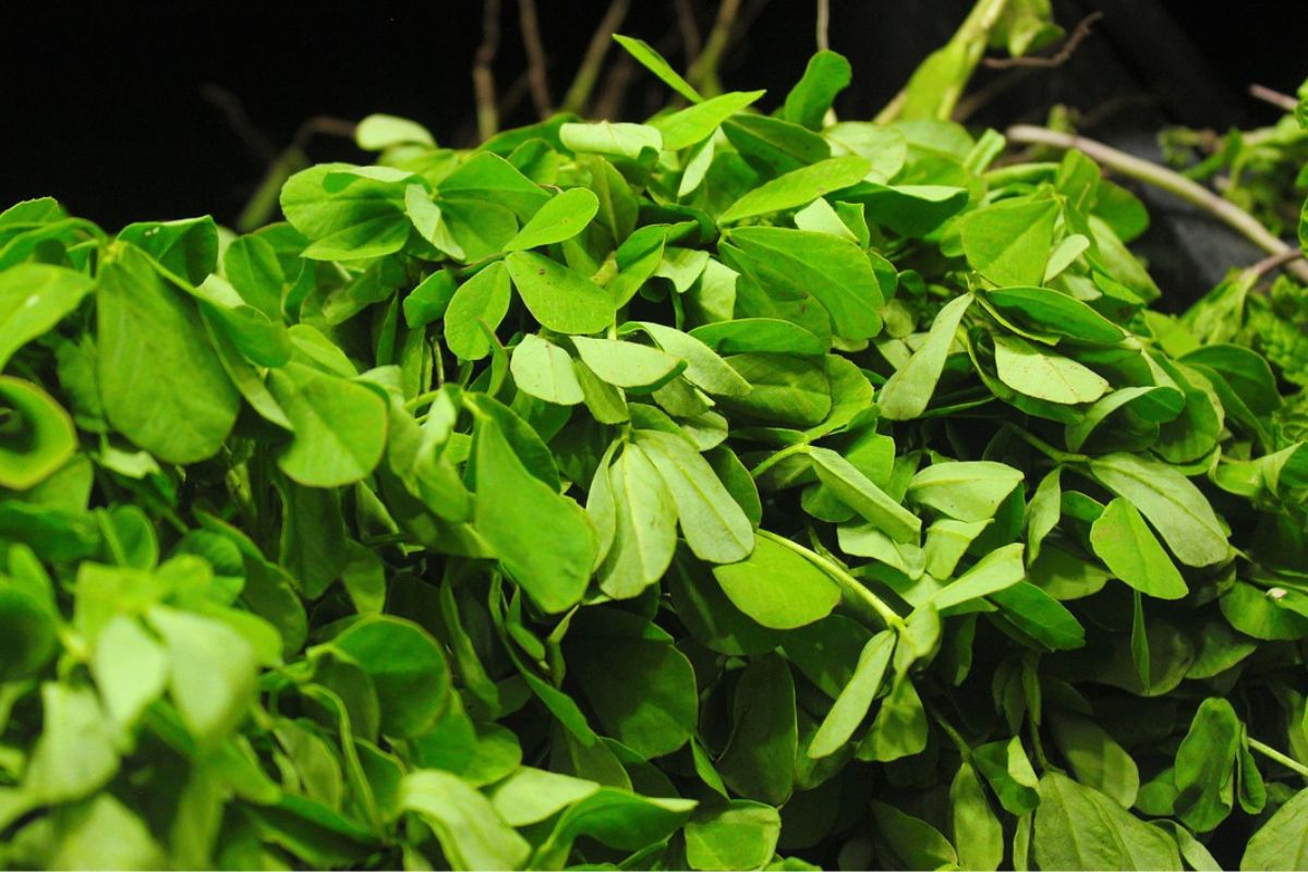 Fenugreek