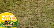 Łyse placki na trawniku nie muszą być zmorą. Zrób to przed upałami
