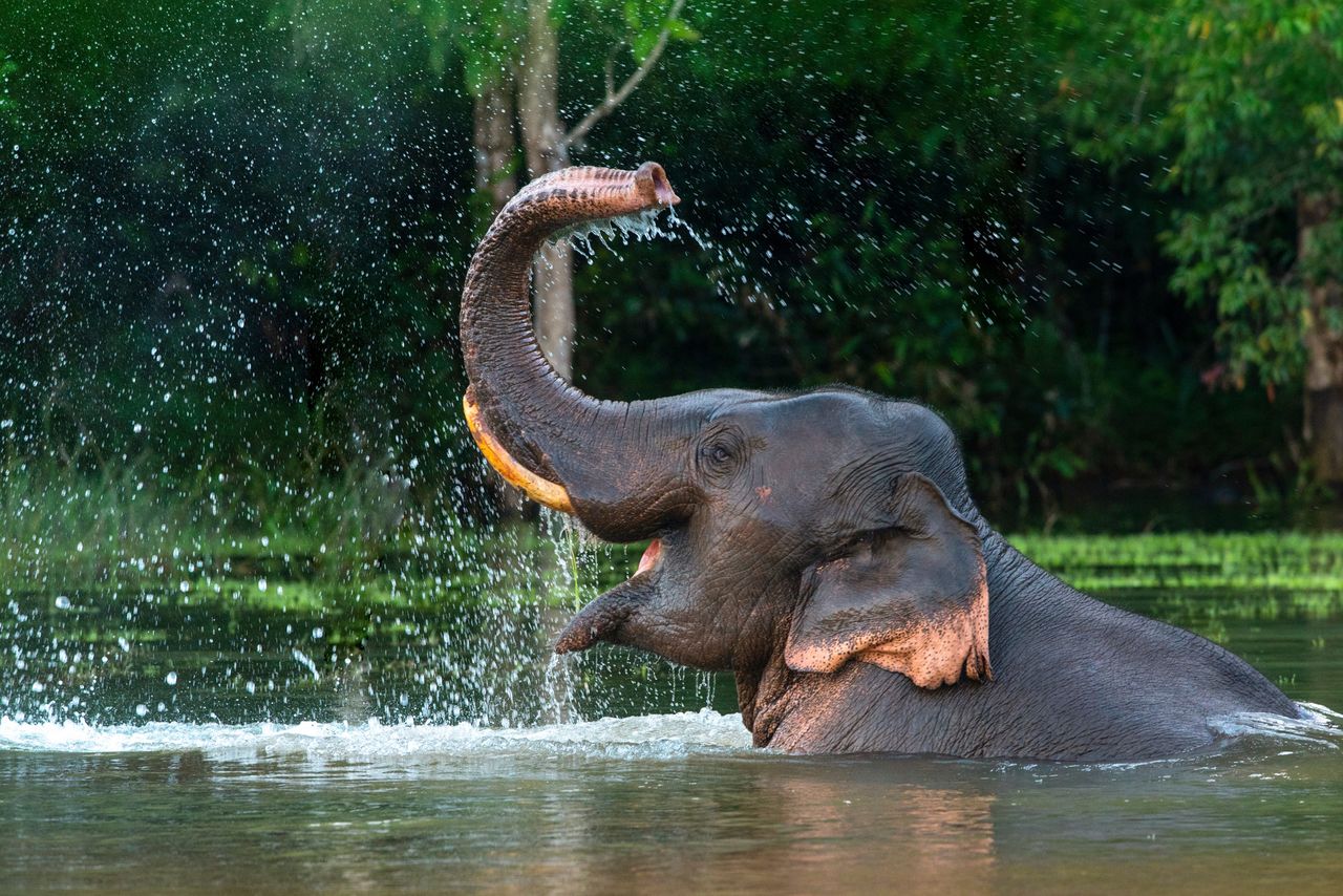 The accident happened during a play involving an elephant.