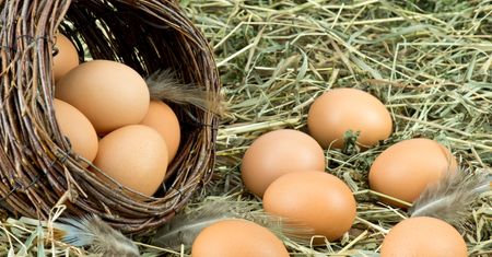 Wielu nie wie, że można je jeść. Mają więcej wartości i smaku niż kurze jajka