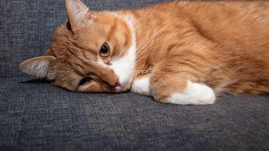 Jak kot sygnalizuje, że cierpi?