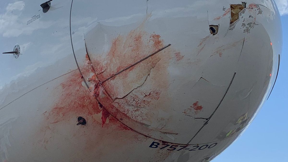 Samolot zderzył się z ptakami