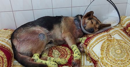 Sołtys ciągnęła psa za samochodem. Grozi jej więzienie