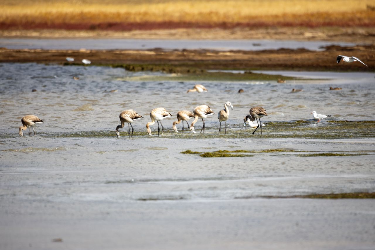 Birds migrate here to breed, which takes place in the salty Tengyz Lake. The picture shows young flamingos.