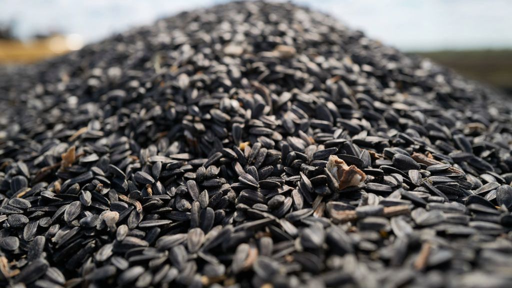 Nasiona słonecznika obniżają "zły" cholesterol i ciśnienie. Stosuj też na kanapce