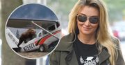 Martyna Wojciechowska opublikowała zabawny film z niedźwiedziem. "Pasażer na gapę"