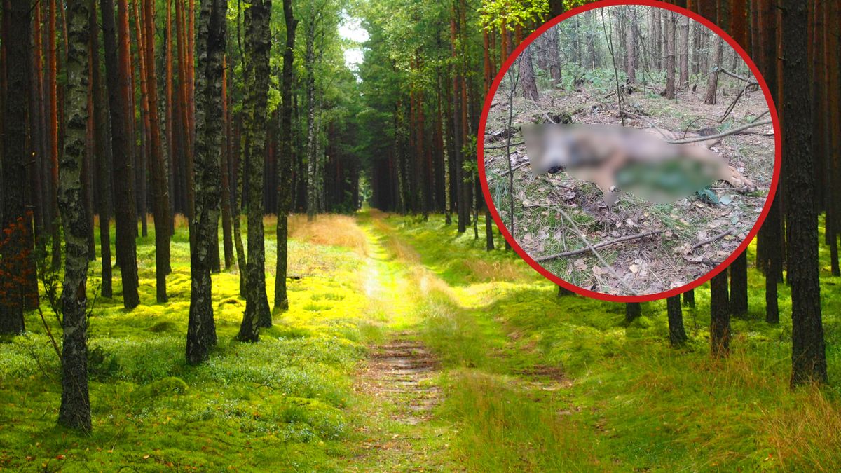 Myśliwy, który zabił Lego, sam zgłosił się na policję