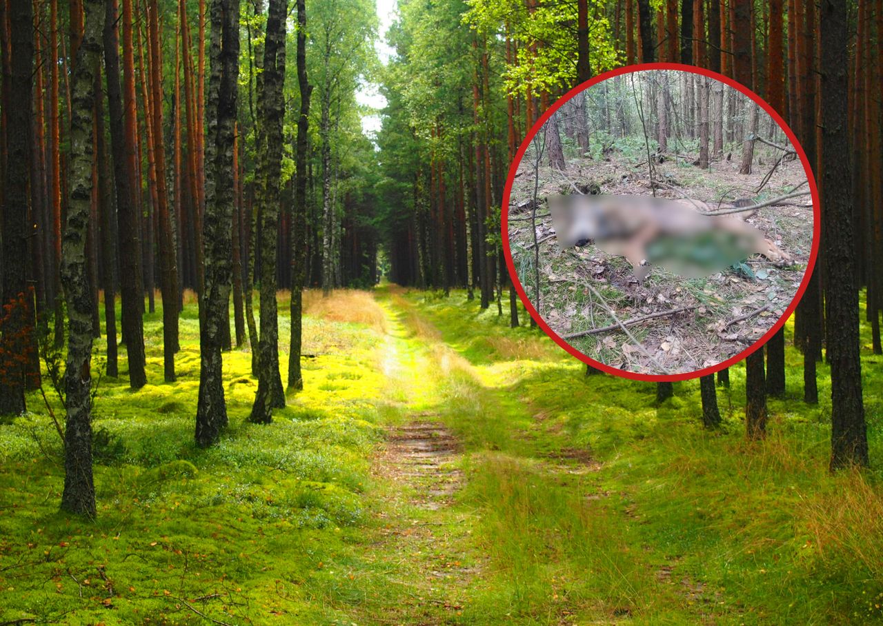 Zastrzelił wilka, bo wziął go za lisa. Szczeniaki bez ojca mogą nie przeżyć