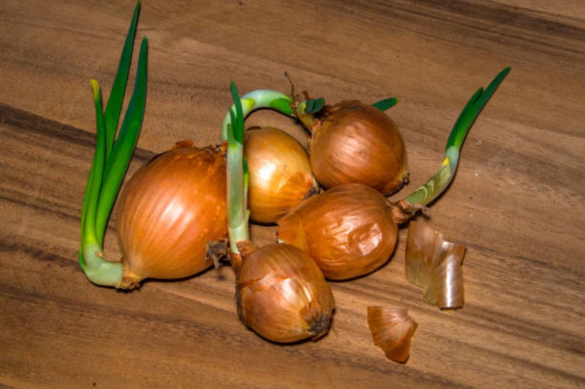 Avoid eating this type of onion. It's toxic and can cause poisoning