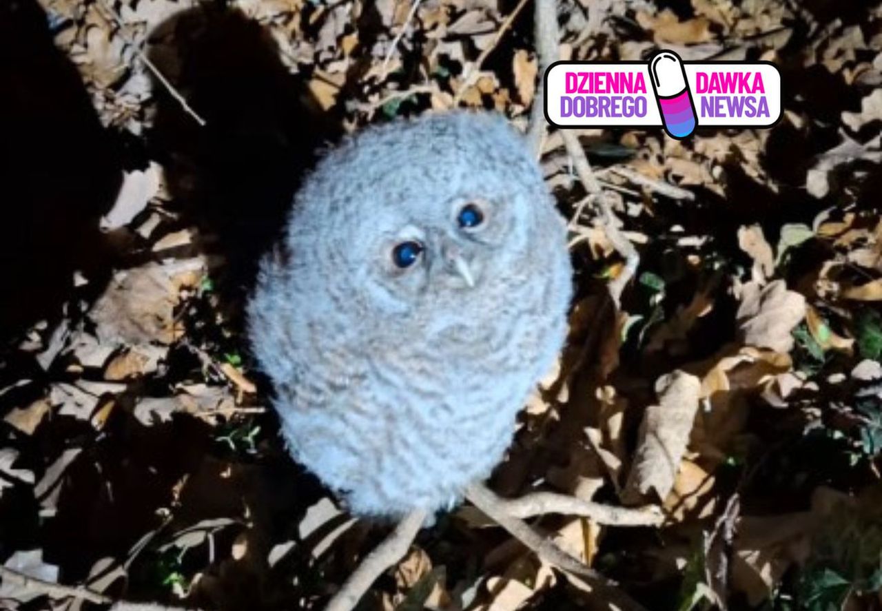 Siedział w liściach. Głośno krzyczał. Leśnik melduje. "Misja wykonana"