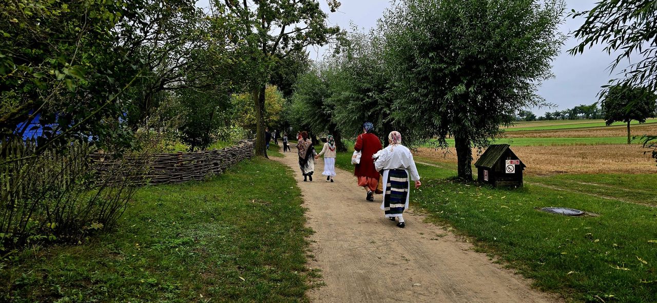 Wykopki 