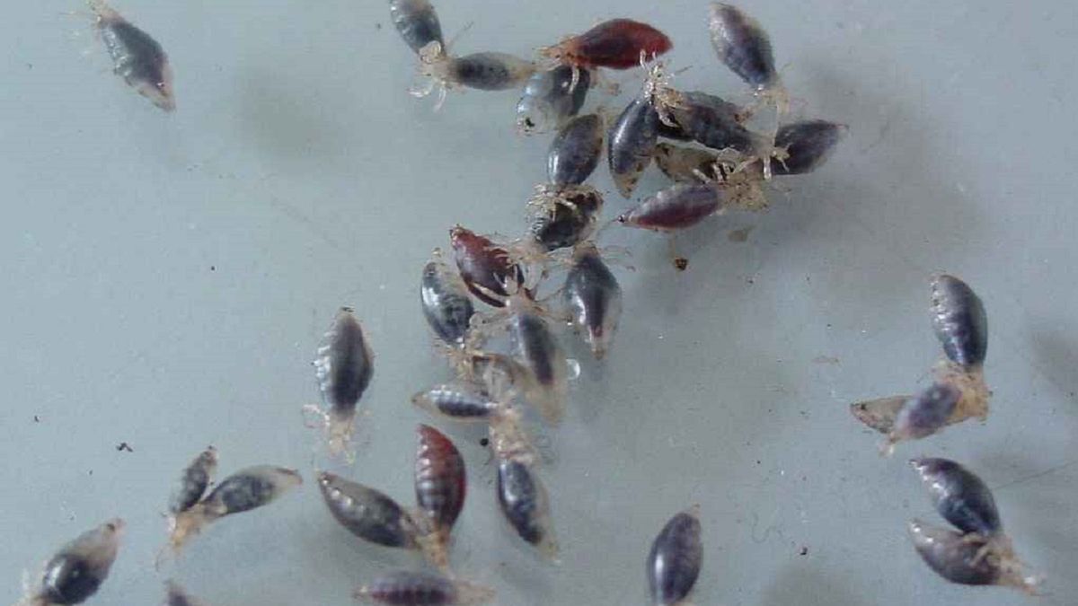 Wszy. Zdjęcie ilustracyjne 