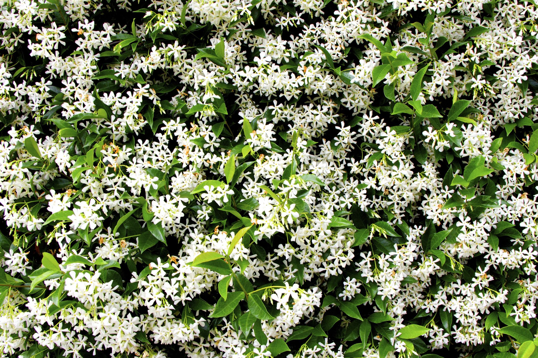 Lots of jasmine flowersLarge bush with lots of jasmine flowers was taken in the city of Milpitas, California, USA; spring 20168c061bbf_466Large Group of Objects, Jasmine, Flowerbed, Backgrounds, Freshness, White, Green Color, Nature, Horizontal, Leaf, Bush, Flower, Plant, Springtime