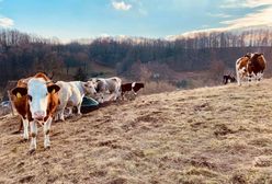 Pietrzyków. Nikt nie marzył o krowach i kozach. W nowo powstającym azylu DIOZ zwierzęta będą miały wolność